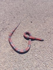 Lampropeltis polyzona