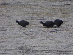 Fulica cristata