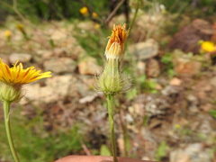 Crepis commutata