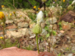 Crepis commutata