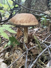 Aureoboletus