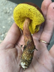 Aureoboletus