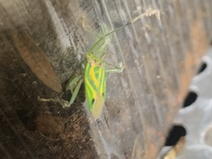 Urolabida