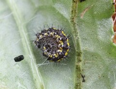 Callimorpha dominula