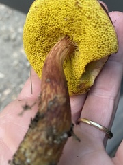 Aureoboletus