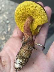Aureoboletus