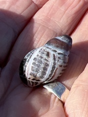 Acanthinucella spirata