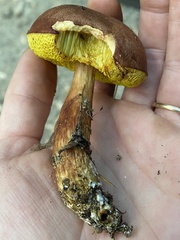 Aureoboletus