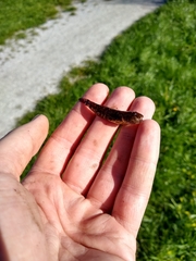 Proterorhinus semilunaris