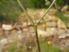 Crepis commutata
