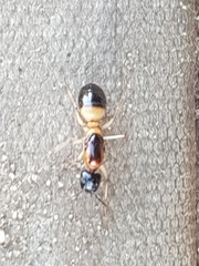 Camponotus consobrinus