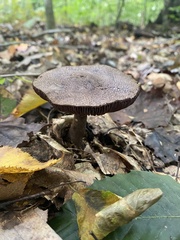Cortinarius violaceus