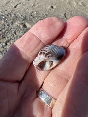 Acanthinucella spirata