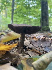 Cortinarius violaceus