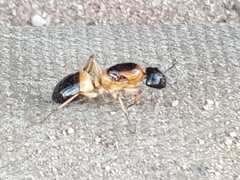 Camponotus consobrinus