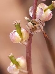 Triglochin laxiflora