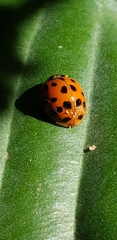 Hesperomyces harmoniae