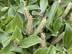 Salix glauca