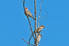 Haemorhous mexicanus