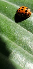 Hesperomyces harmoniae
