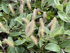Salix glauca