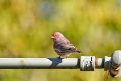 Haemorhous mexicanus