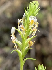 Hebenstretia integrifolia
