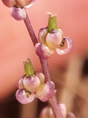 Triglochin laxiflora