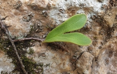 Pyrrosia lanceolata