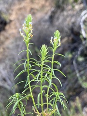 Hebenstretia integrifolia