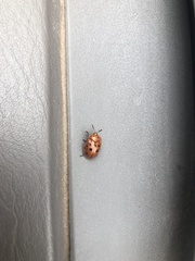 Chelymorpha phytophagica