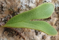 Pyrrosia lanceolata