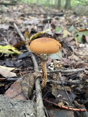 Leratiomyces squamosus