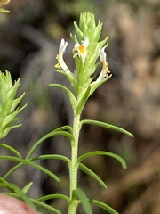 Hebenstretia integrifolia