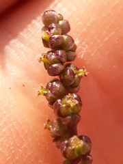 Triglochin laxiflora