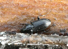 Pterostichus aethiops