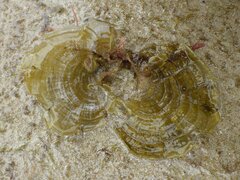Padina pavonica