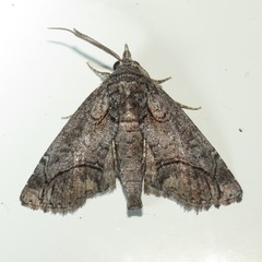 Paectes abrostolella