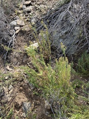 Hebenstretia integrifolia