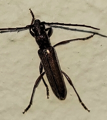 Cerambycinae