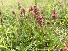 Rumex acetosa