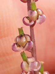 Triglochin laxiflora