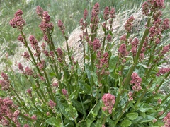 Rumex acetosa