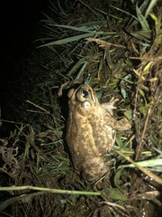 Incilius mazatlanensis