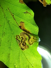 Stigmella hemargyrella