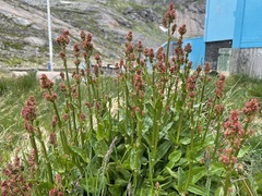 Rumex acetosa