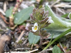 Euphrasia frigida