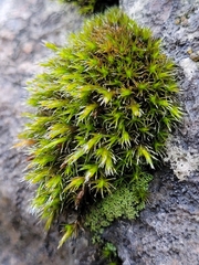 Grimmiaceae