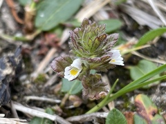 Euphrasia frigida