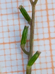 Triglochin laxiflora